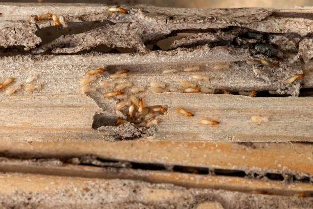 Wasp Removal Services in Incline Village, NV