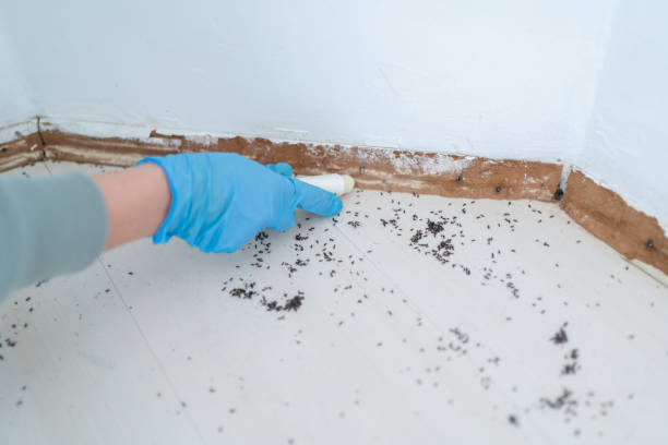 Best Insect Control  in Incline Village, NV